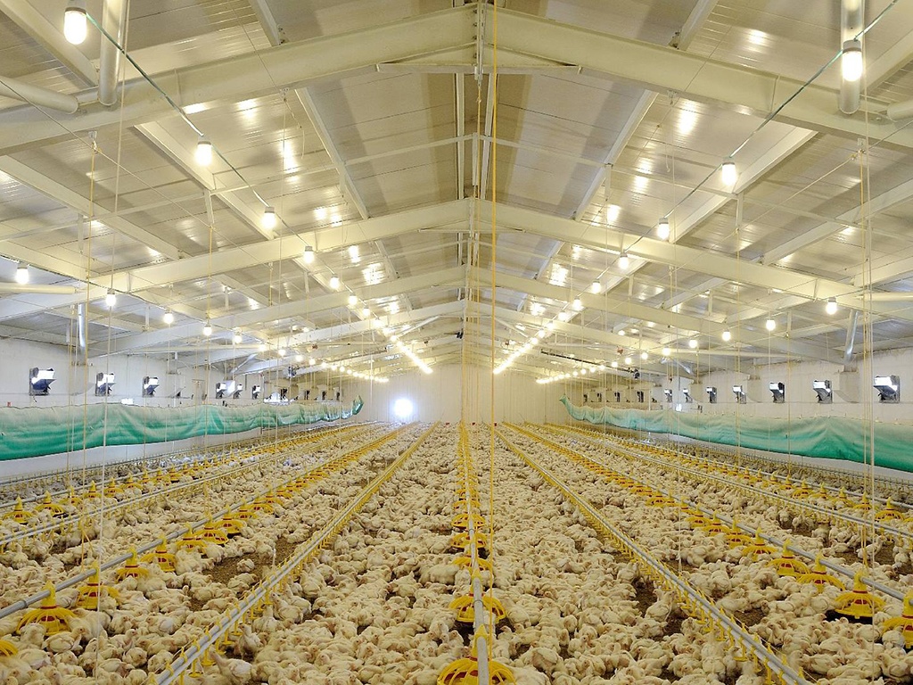 Besi Çiftliği İzolasyonu